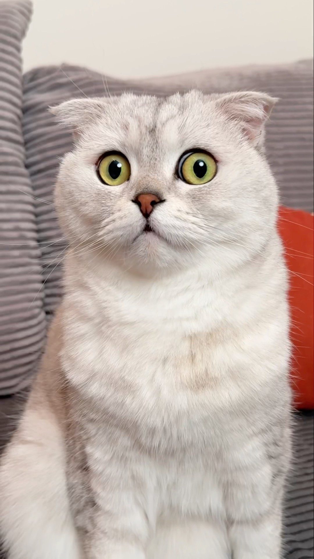 Jingle Bells?? #cat