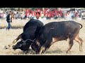 Bull fight ||ADTV!!