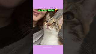 The Famous Cat Memes Now? Thenvsnow