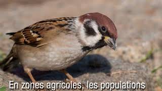 Les oiseaux des campagnes françaises disparaissent