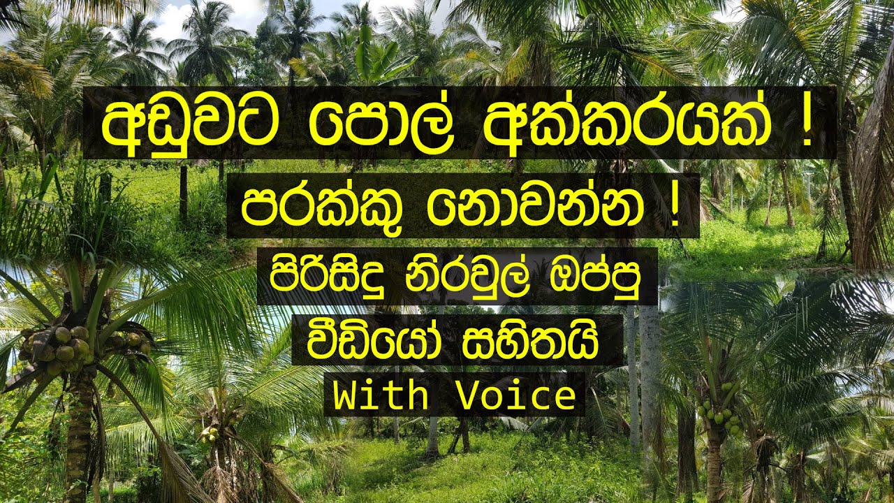 Land Sale in Sri Lanka Pol Idam Low Budget Land Sale in Sri Lanka ! Aduwata Idam Gewal