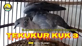 Derkuku kuk 3 Burung Sultan Suara Merdu