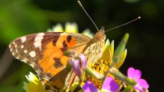 NATURE OF YELKEN 2016 # SONY FDR AX53 4K FULL TEST#2