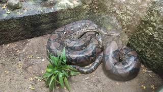 Big reticulated python/Children's Park