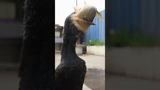 Have You Ever Seen A Cormorant Eat A Fish Bigger Than Its Own Head?