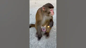 Male Monkey With Big Balls In Hong Kong Kam Shan Country Park 