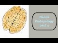 Neuro Embryology part 4