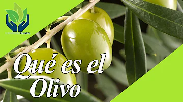 ¿Cuántas veces al año dan fruto los olivos?