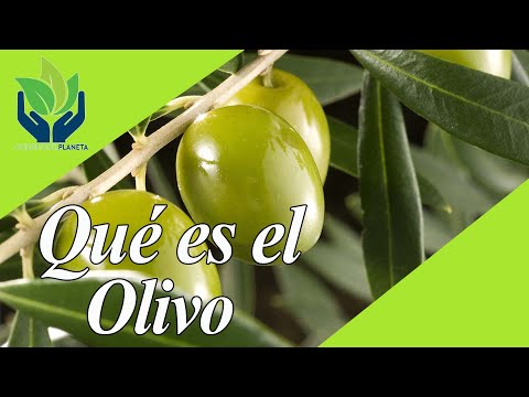 Video: ¿Es comestible el fruto de la aceituna rusa?