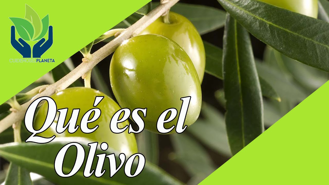 El Olivo El rbol Ancestral Que Debes Conocer YouTube el-olivo-el-rbol-ancestral-que-debes-conocer-youtube