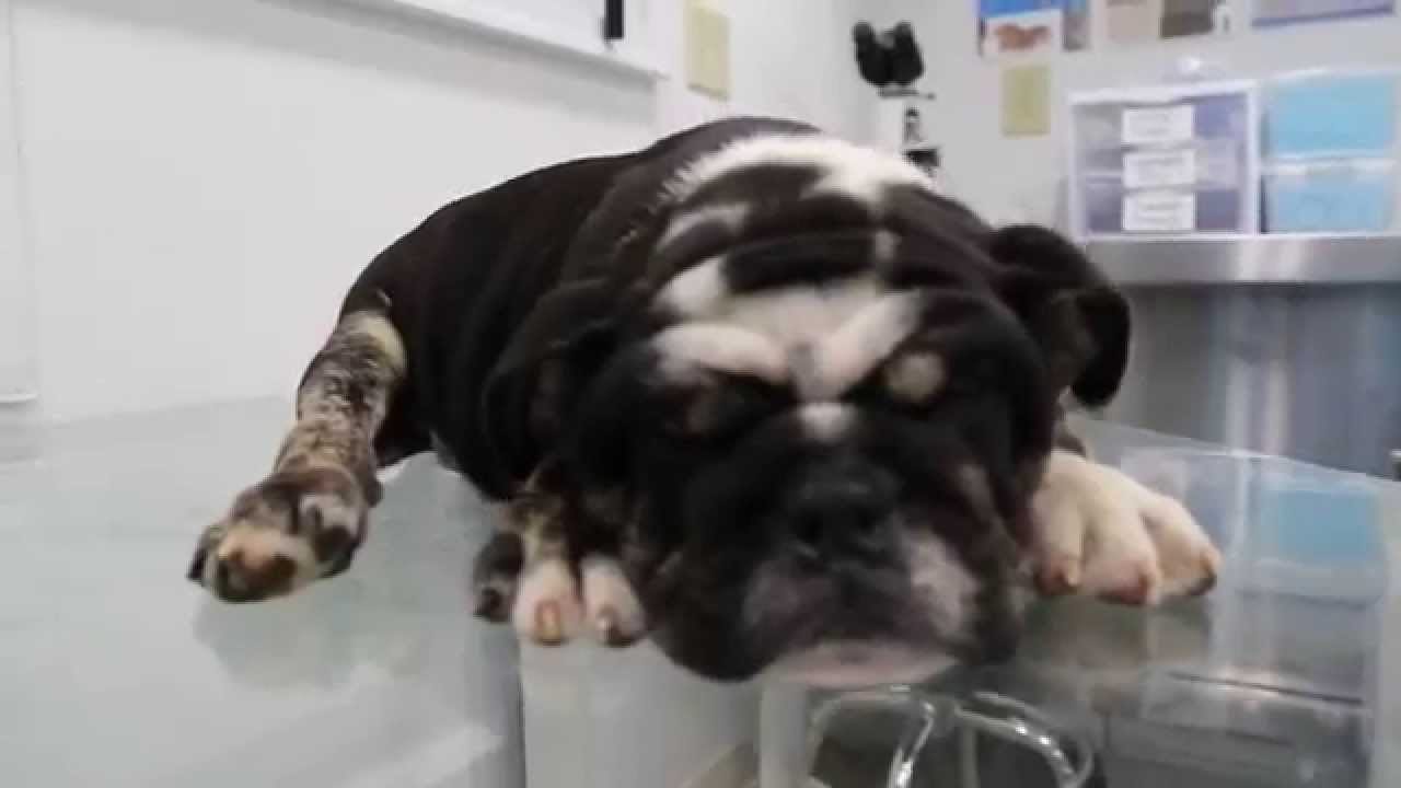 SHRINKABULLS BLACK HOLE aka STEVEN