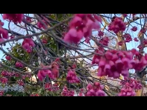 RELAXING MUSIC | CHERRY BLOSSOM IN JAPAN