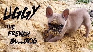 Uggy The French Bulldog  S01E04 | Uggy plays in the sand