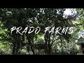 Prado Farms | Lubao Pampanga | Philippines | 2019