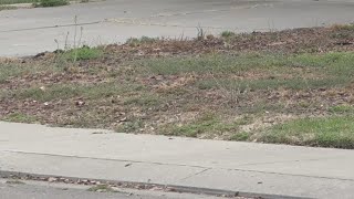 Weston Ranch crackdown: Stockton targets blight and abandoned cars