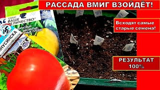 РАССАДА ТОМАТОВ ВМИГ ВЗОЙДЕТ И НЕ ВЫТЯНЕТСЯ! ЛУЧШИЙ И ПРОСТОЙ СПОСОБ ПОСЕВА С ПИКИРОВКОЙ!