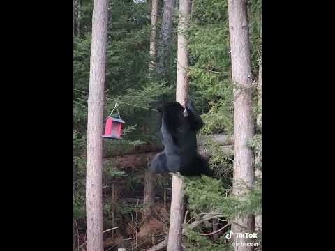 Bear vs Bird Feeder