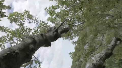 Mavic 2 Pro Maiden Voyage Crash