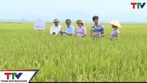 Mô hình liên kết giữa bà con nông dân - Hợp tác xã và Doanh nghiệp