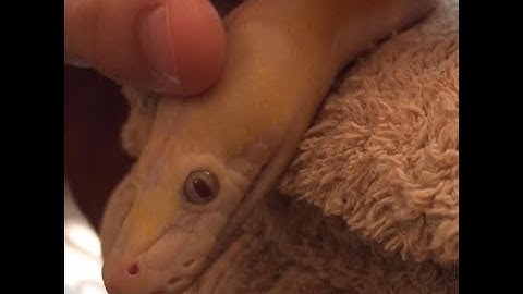 Baby Reticulated Pythons receiving head massage.