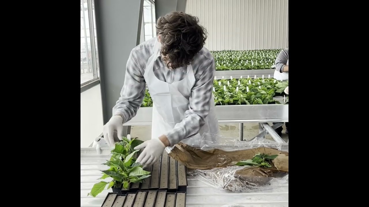 Poinsettias at Plant Peddler 2025