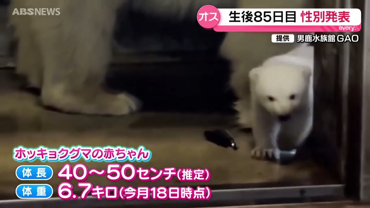 ホッキョクグマ赤ちゃん 性別はオス