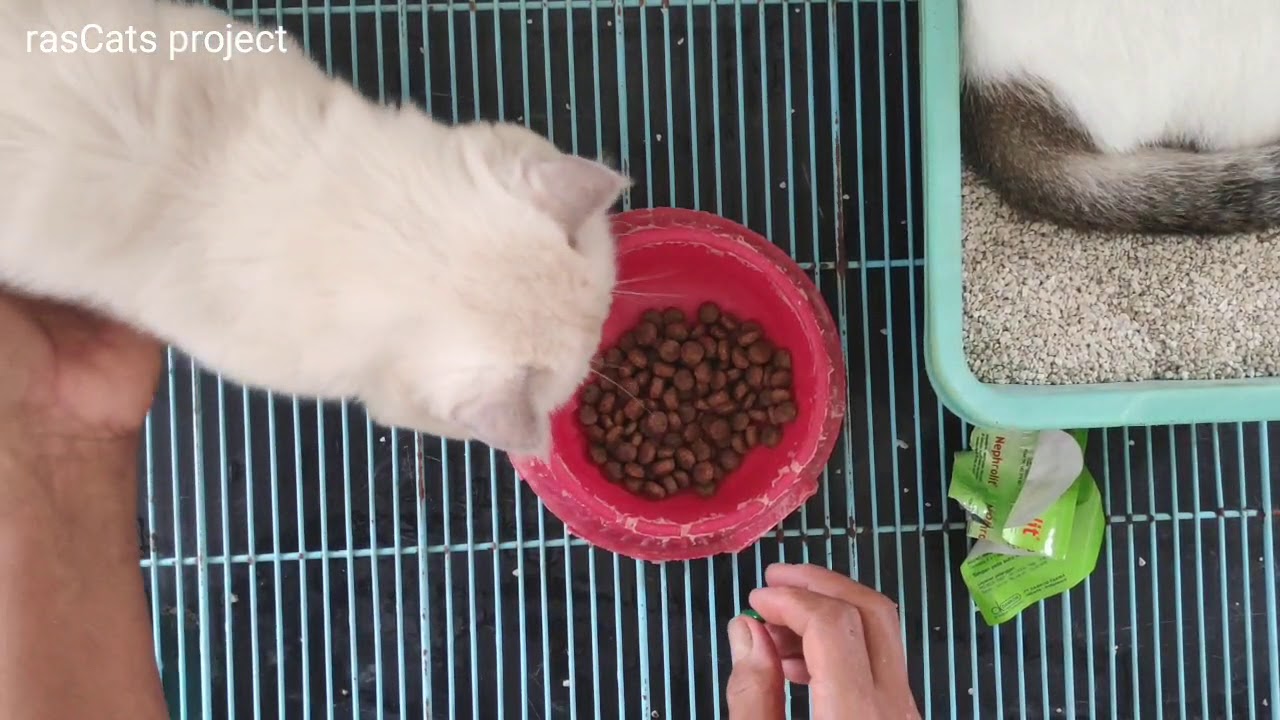 Munchkin : Mengobati Infeksi Saluran Kencing Pada Kucing