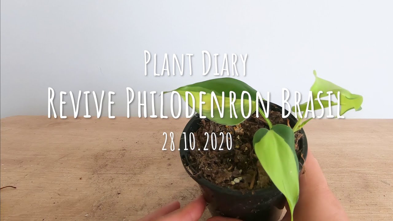 Plant Diary Revive Heart leaf Philodendron Brasil how to care root