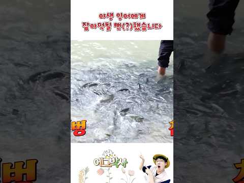 사람에게 달려드는 말레이시아 물고기떼!! 먹이주기!!