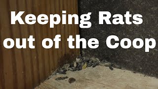 Rodent Control in the Coop