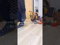 Ghosts Following Their Owner 👻😹 #shorts #cat #cats #halloween #cute