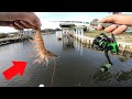 Using Live Shrimp for Neighborhood Canal Fish