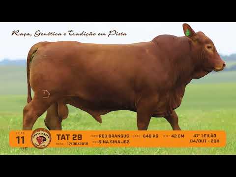 LOTE 11 - TAT 29