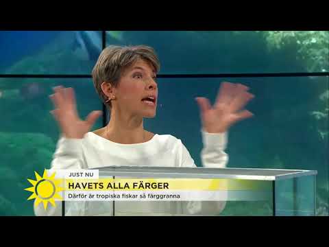 Video: Varför är Vattnet Blått