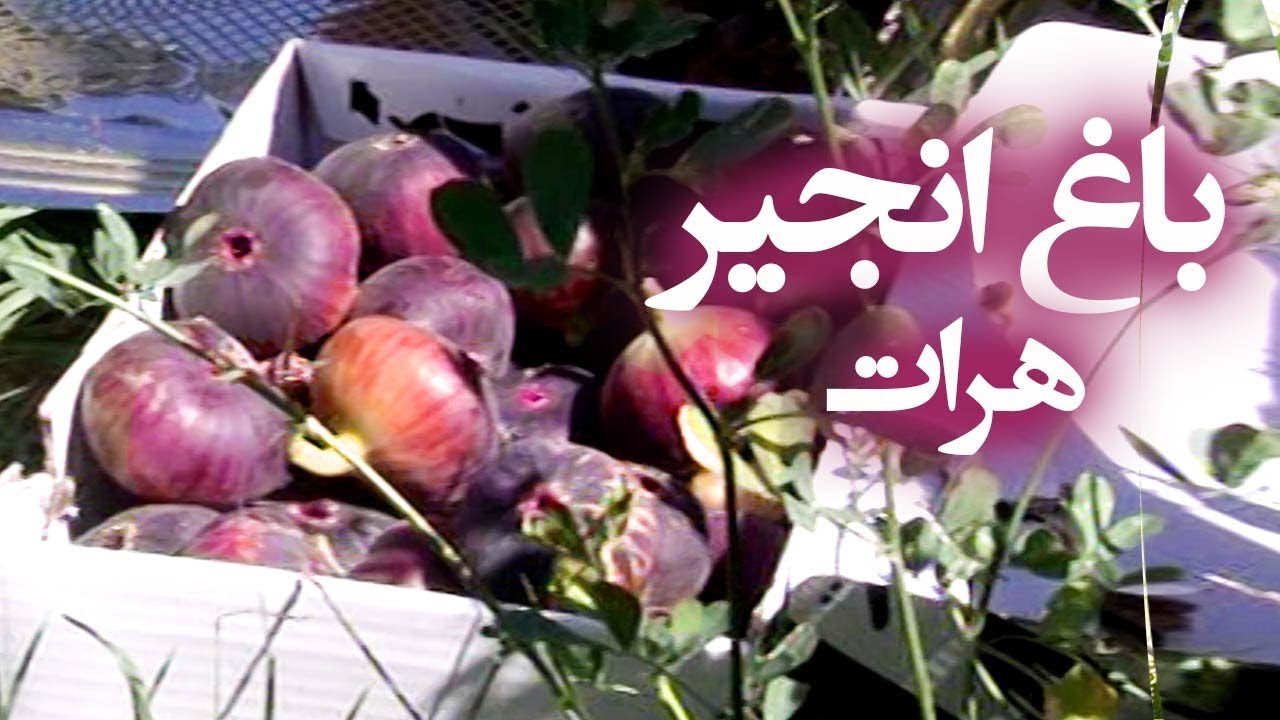 ariana tv frequency 2018 Afghan Garden - Common Fig Garden in Herat / باغ انجیر در هرات
