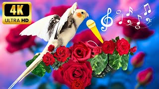 This video will help teach your Cockatiel to sing and be Happy #cockatiel #calopsita 🌹 by MATI BIRD 2,012 views 1 month ago 2 hours, 2 minutes