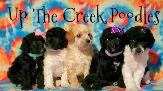 Meet Our Miniature Poodle Litter