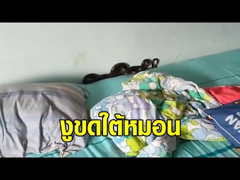 วีดีโอ: พ่อแม่ของคนหนุ่มสาวพบกันอย่างไร