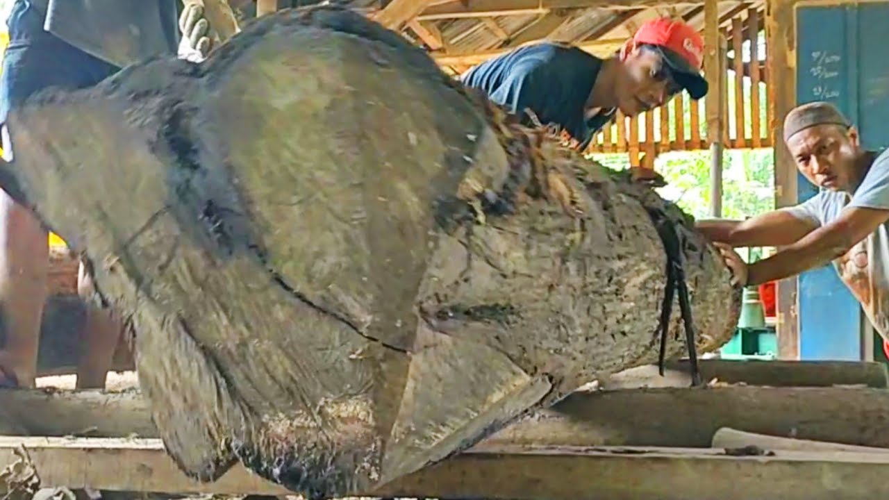 The tedious process of sawing old and large teak logs full of dense ...