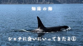 『知床の海！シャチに会いに行ってきたよ①』