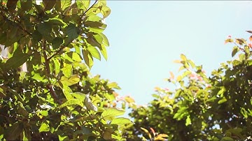 "Life" - Sleeping At Last (Micro Music Video)