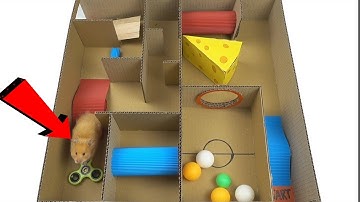 How to Build Creative Labyrinth for Rat