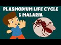 Life Cycle of Plasmodium | Malaria and the Life Cycle of Plasmodium | Video for Kids