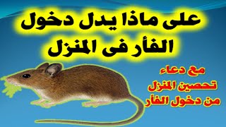 على ماذا يدل دخول الفأر فى المنزل!!!!مع دعاء تحصين المنزل من دخول الفأر #