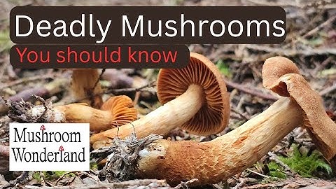 Deadly Mushrooms you should know