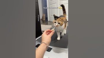 Fitness girl fts. treadmill 😂💪 #cat