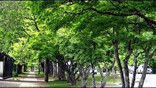 (2)オーストラリアを１日で観光 ブルーマウンテン前編【南極の旅その２】11/19-101