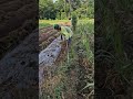 The process of clearing weeds with simple tools-Agriculture farming #shorts