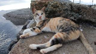 【猫島】猫達が海沿いの岩場で集会を開く