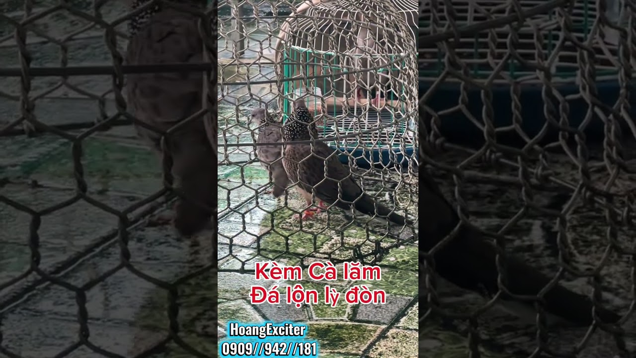 🌟👍💥Cu gáy Malaysia. Kèm cà lăm, gù cà lăm, gù chạy. Đá lộn cực lỳ. Ae kết lhHoangExciter 0909942181.